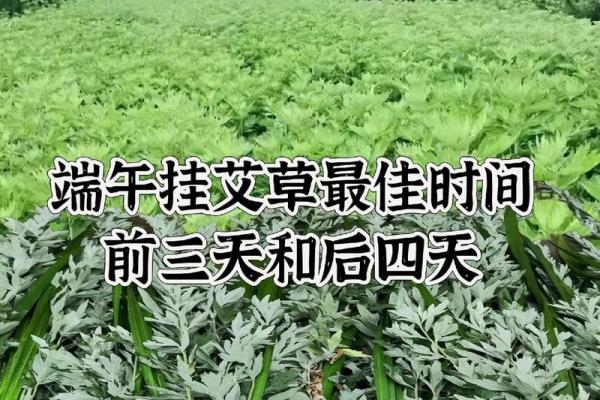 艾草一直挂门上好吗影响家居风水吗