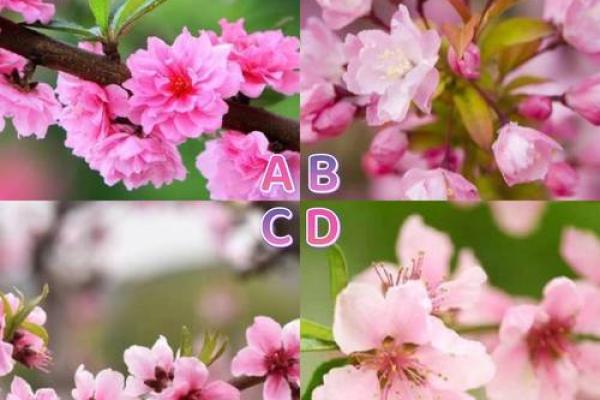 【桃花测试】单身族来看！这个月你的桃花运势如何？