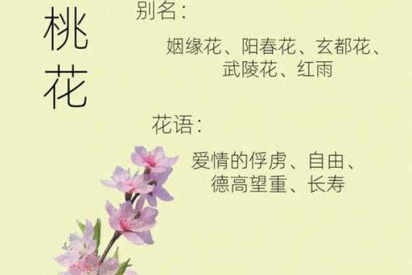 女命八字带桃花的含义有哪些呢