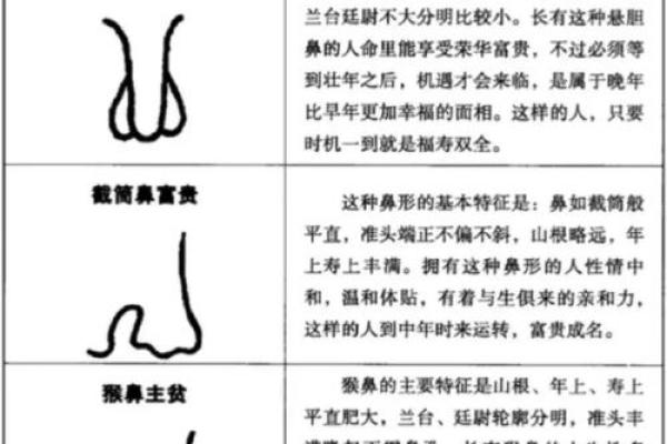 相面算命看见鼻孔好吗