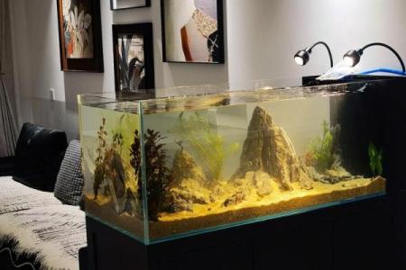 摆鱼缸的风水禁忌