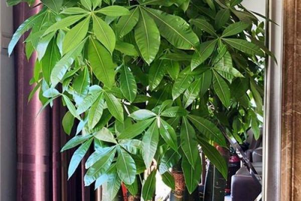 办公室花卉摆放风水 小小的一盆花也有讲究