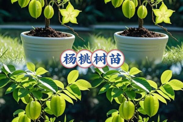 在家里种植哪些果树能符合风水规律