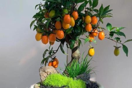 庭院风水树有哪些 庭院种什么树风水好