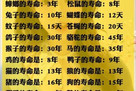 风水12生肖寿命最长的是什么动物是它吗