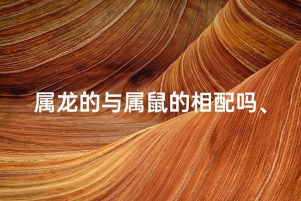 属龙和属鼠的八字合吗