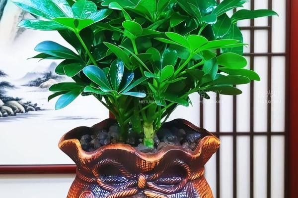 盆景风水_家里摆放什么盆景更好