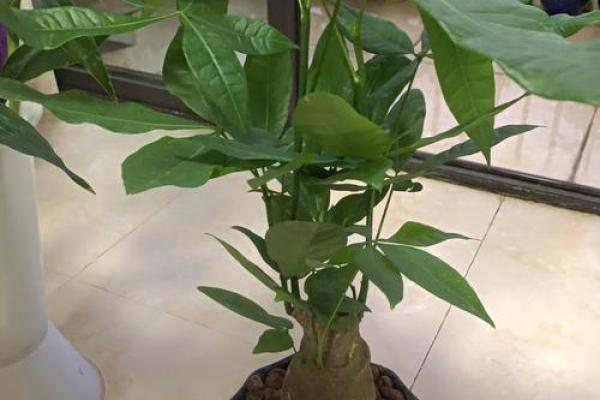 盆景风水_家里摆放什么盆景更好