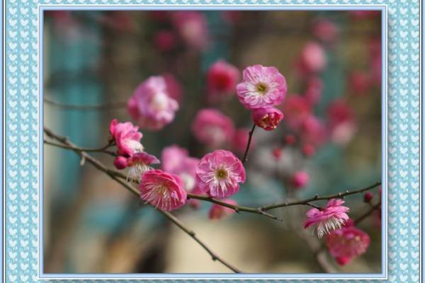 梅花风水_我秀了一副两米多的霜雪梅花图按风水是挂在西墙上好还是东墙上好