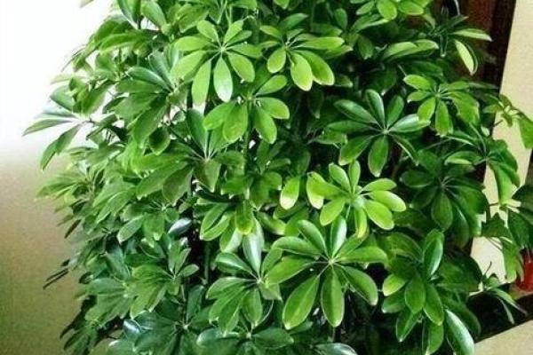 风水学用什么植物打扫房子 风水学用什么植物打扫房子