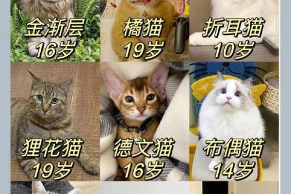 家里可以养新猫吗吉凶测试