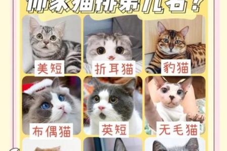 家里可以养新猫吗吉凶测试