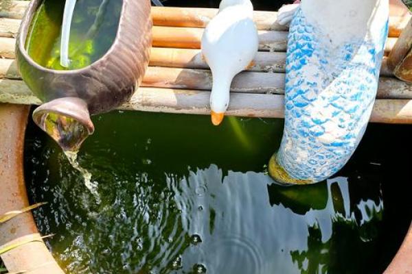仓房养鱼风水好吗 仓房养鱼风水好吗