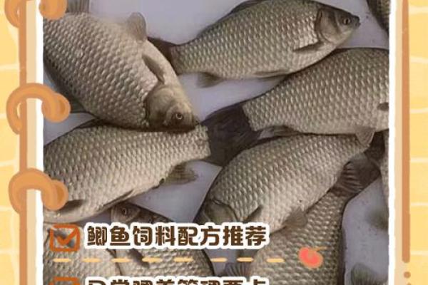 仓房养鱼风水好吗 仓房养鱼风水好吗