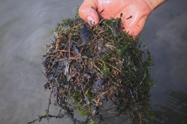 八字水旺农业：优质水草培育技巧分享