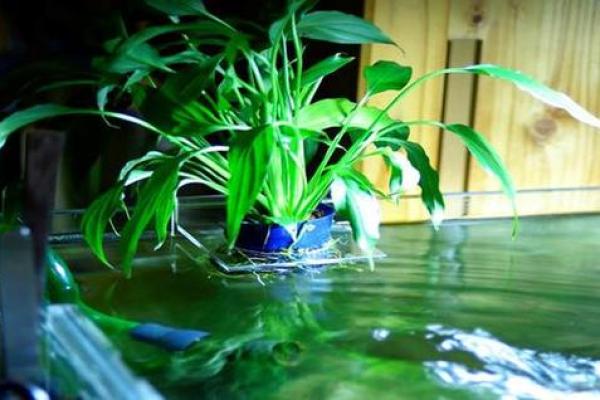 八字水旺农业：优质水草培育技巧分享