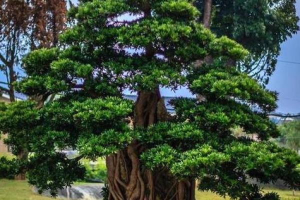 北方庭院十大吉祥之树风水树