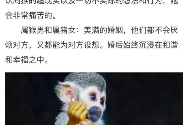 87兔和92猴的姻缘如何 87兔和92猴的八字合不合 87兔和92猴的姻缘如何 87兔和92猴的八字合不合