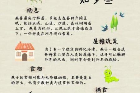 专挑富贵人家筑巢，燕子看风水